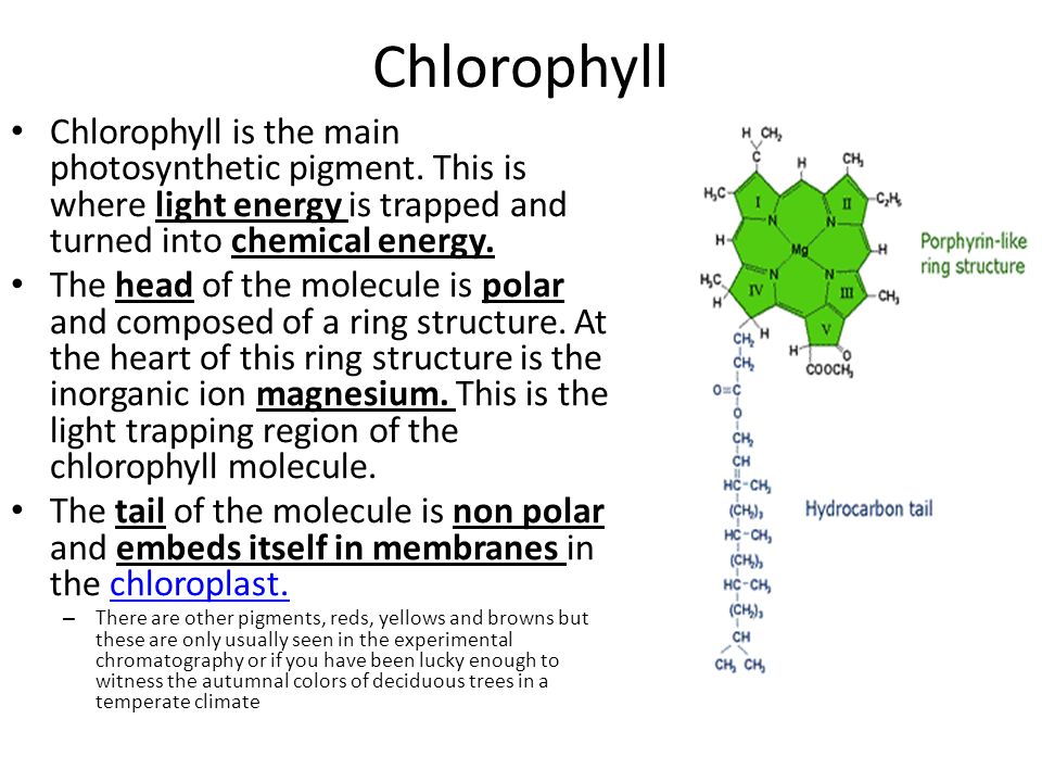Хлорофилл 6 класс биология кратко