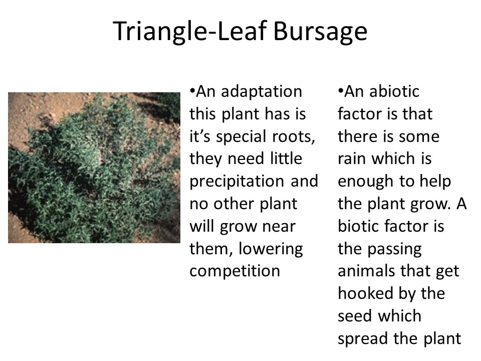 Triangle-Leaf Bursage