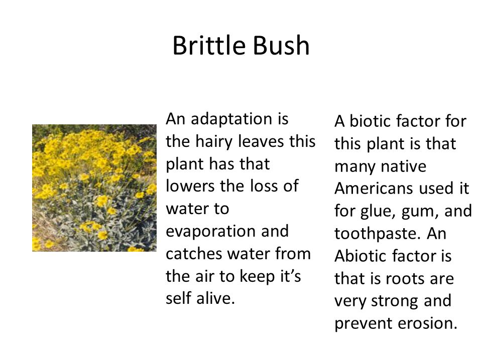 Brittle Bush