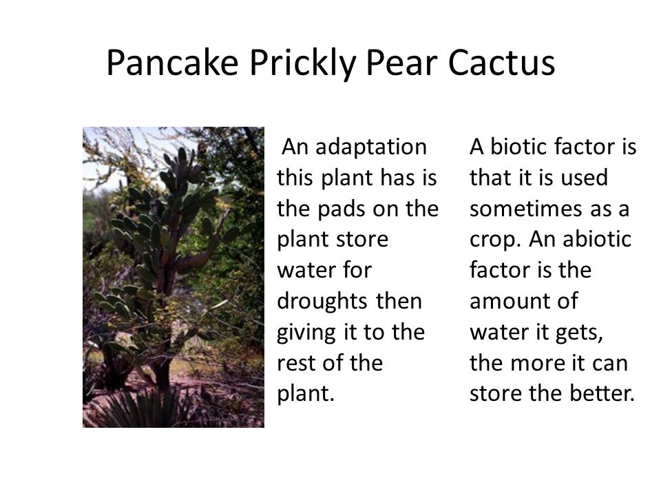 Pancake Prickly Pear Cactus