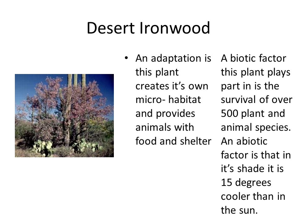 Desert Ironwood An adaptation is this plant creates it’s own micro- habitat and provides animals with food and shelter.