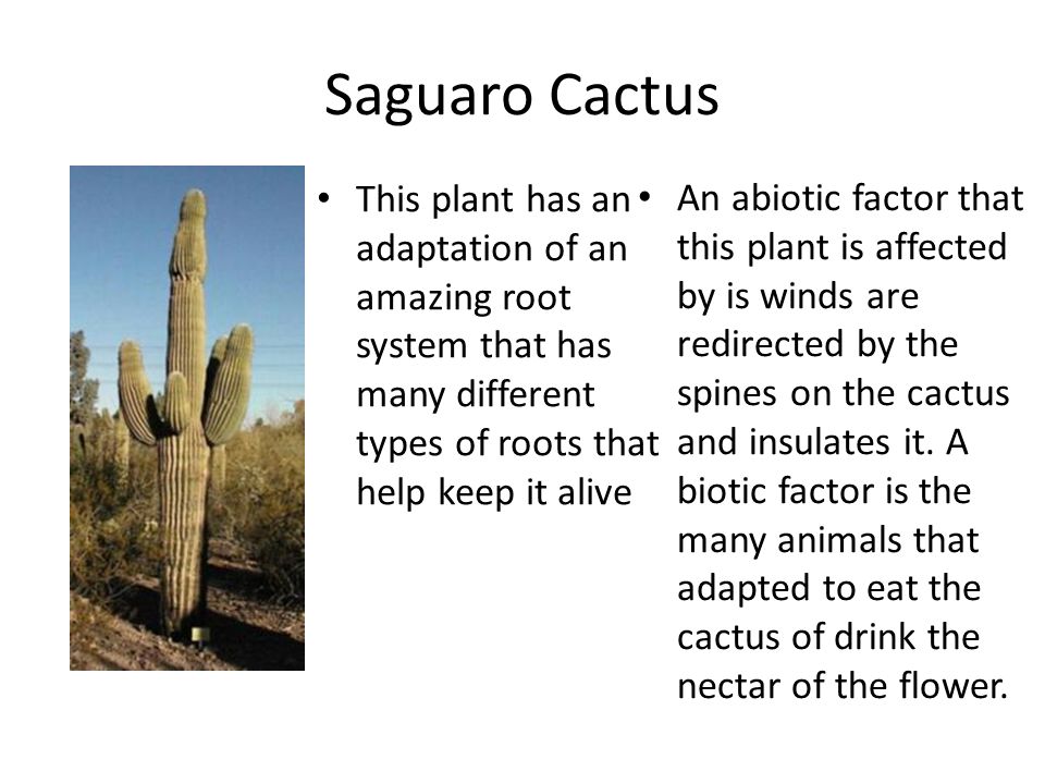 Saguaro Cactus This plant has an adaptation of an amazing root system that has many different types of roots that help keep it alive.