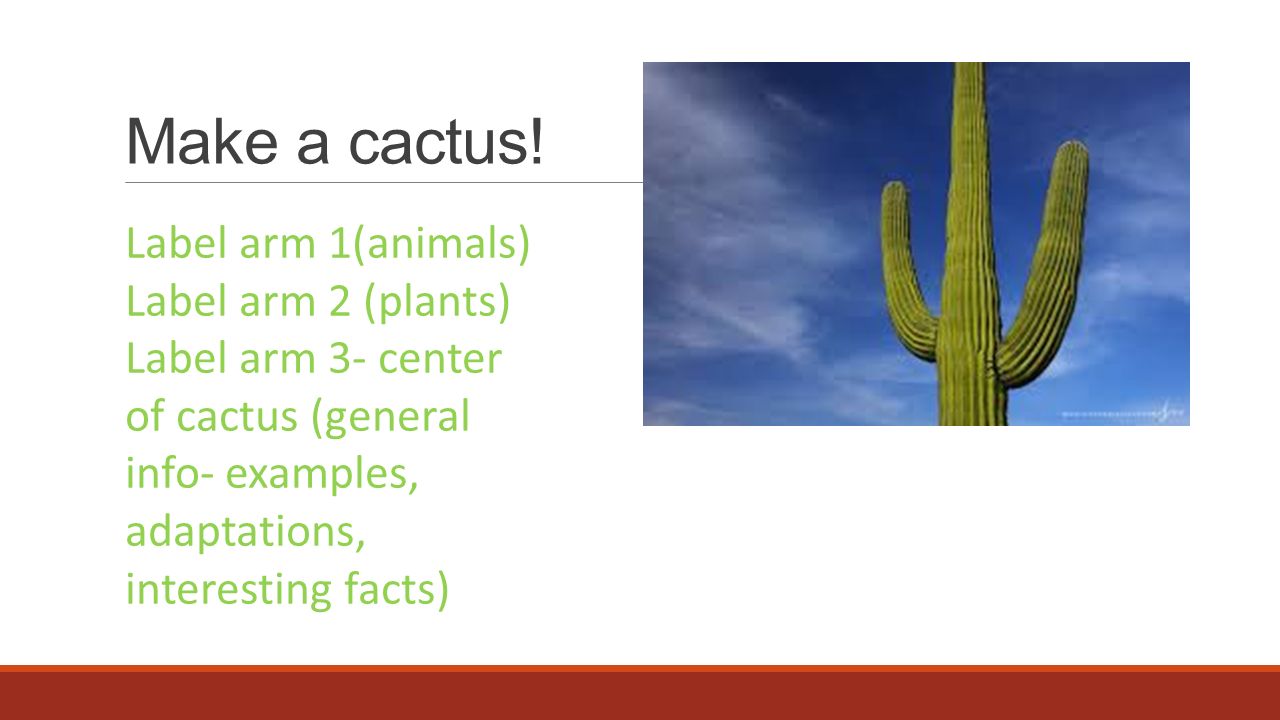 Make a cactus! Label arm 1(animals) Label arm 2 (plants)