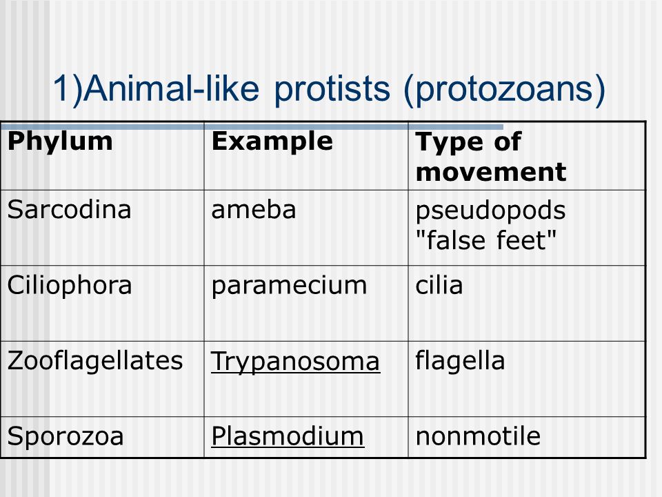 Protist Classification Chart