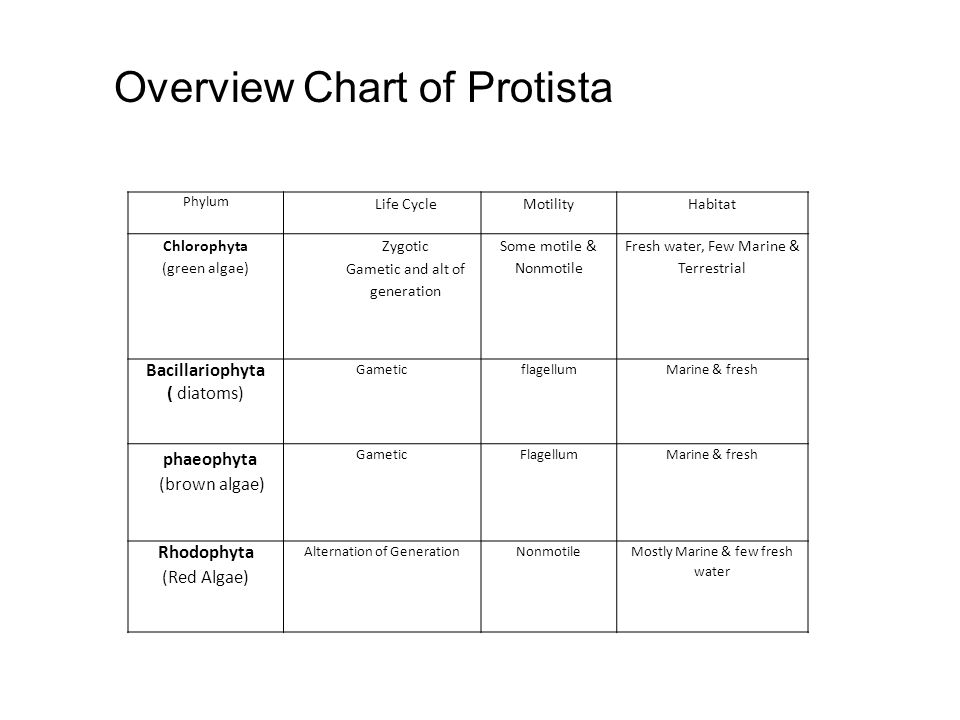 Kingdom Protista Chart