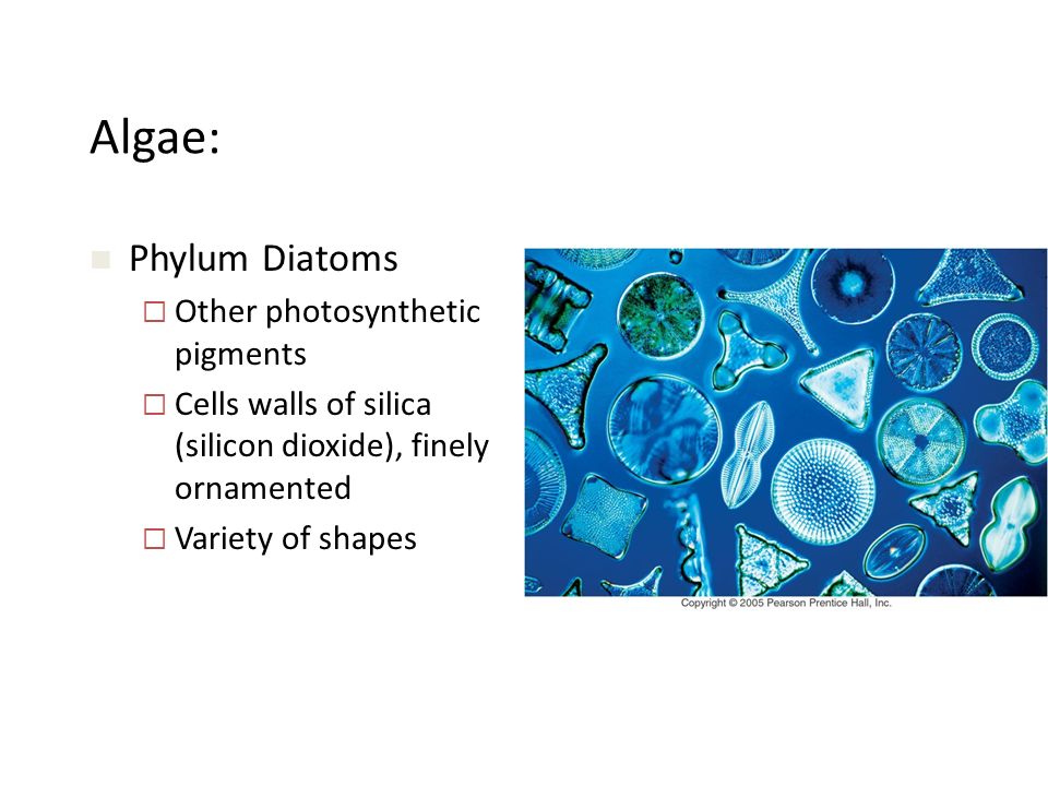 Algae: Phylum Diatoms Other photosynthetic pigments