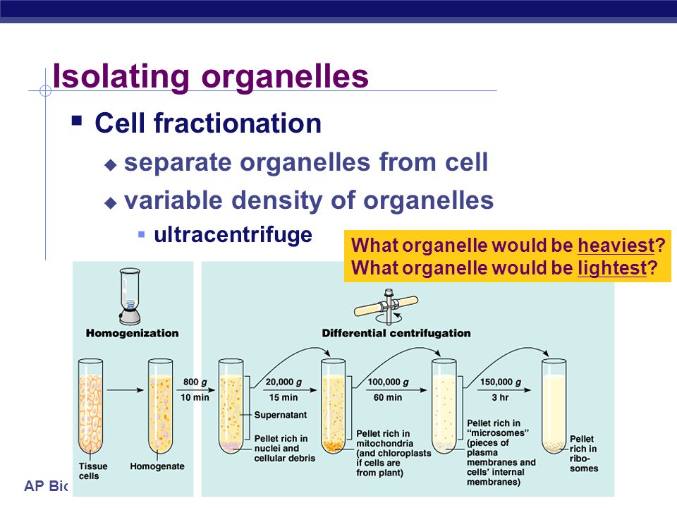 The Cell Basic Unit Of Life Ppt Download