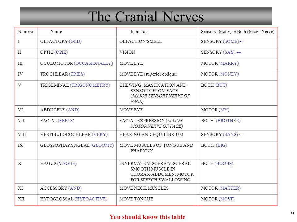 Cranial Nerves Chart Pdf