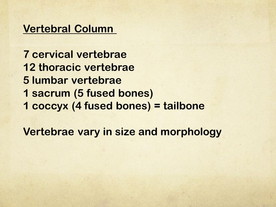 Vertebral Column 7 cervical vertebrae. 12 thoracic vertebrae. 5 lumbar vertebrae. 1 sacrum (5 fused bones)