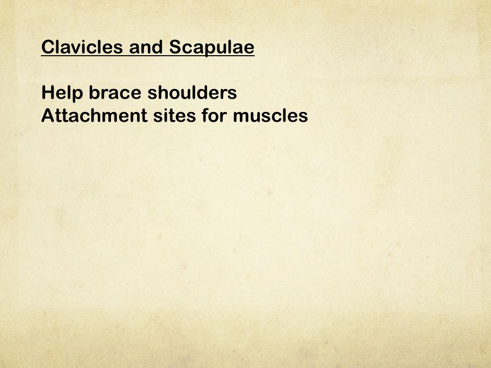 Clavicles and Scapulae