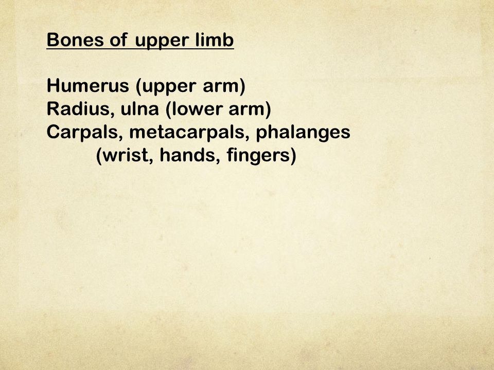 Bones of upper limb Humerus (upper arm) Radius, ulna (lower arm) Carpals, metacarpals, phalanges.