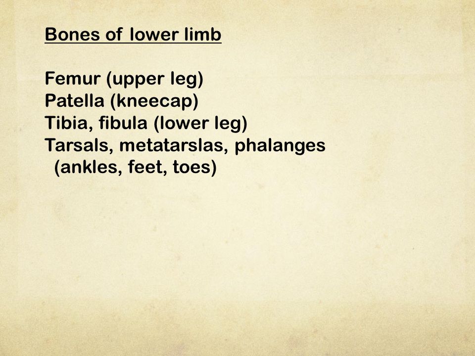 Bones of lower limb Femur (upper leg) Patella (kneecap) Tibia, fibula (lower leg) Tarsals, metatarslas, phalanges.
