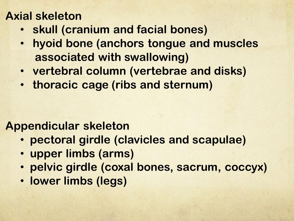Axial skeleton skull (cranium and facial bones) hyoid bone (anchors tongue and muscles. associated with swallowing)