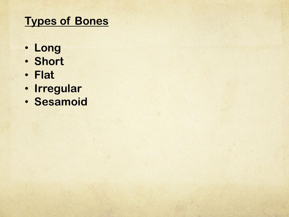 Types of Bones Long Short Flat Irregular Sesamoid