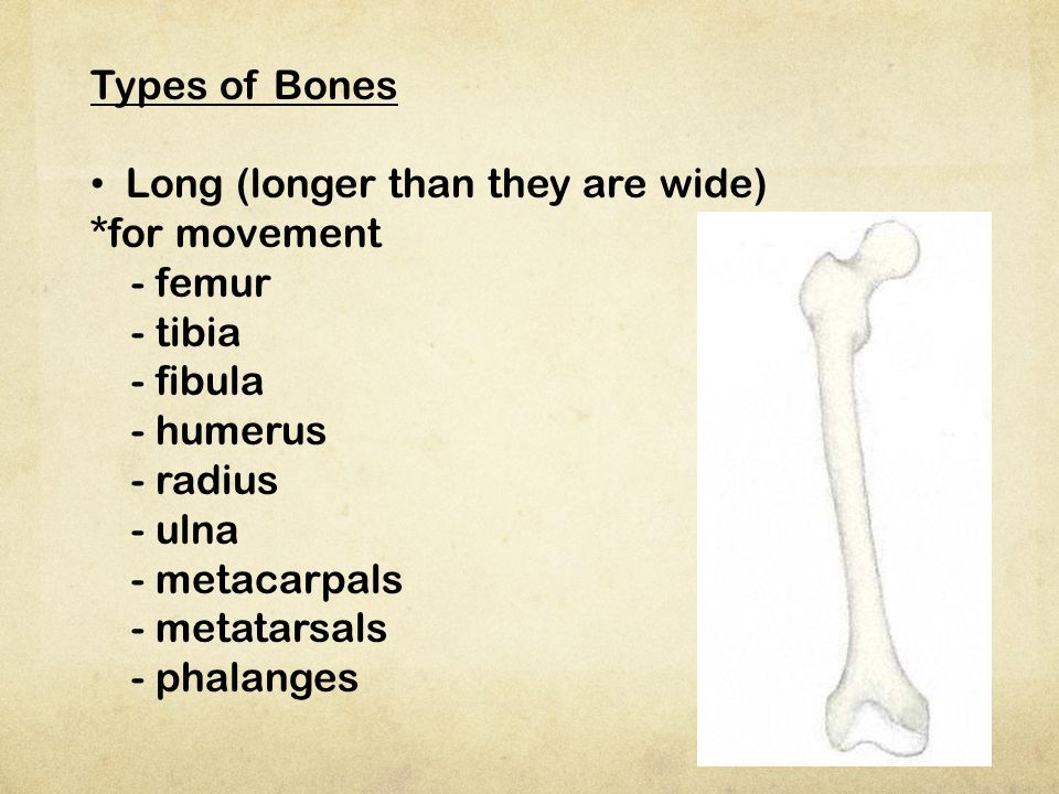 Types of Bones Long (longer than they are wide) *for movement. - femur. - tibia. - fibula. - humerus.