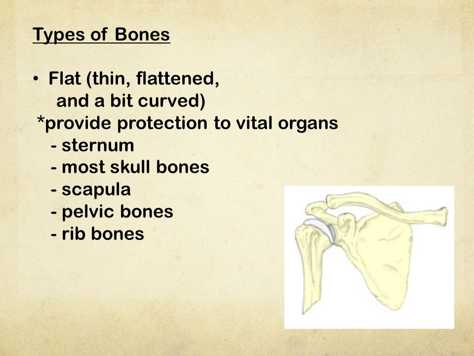 Types of Bones Flat (thin, flattened, and a bit curved) *provide protection to vital organs. - sternum.