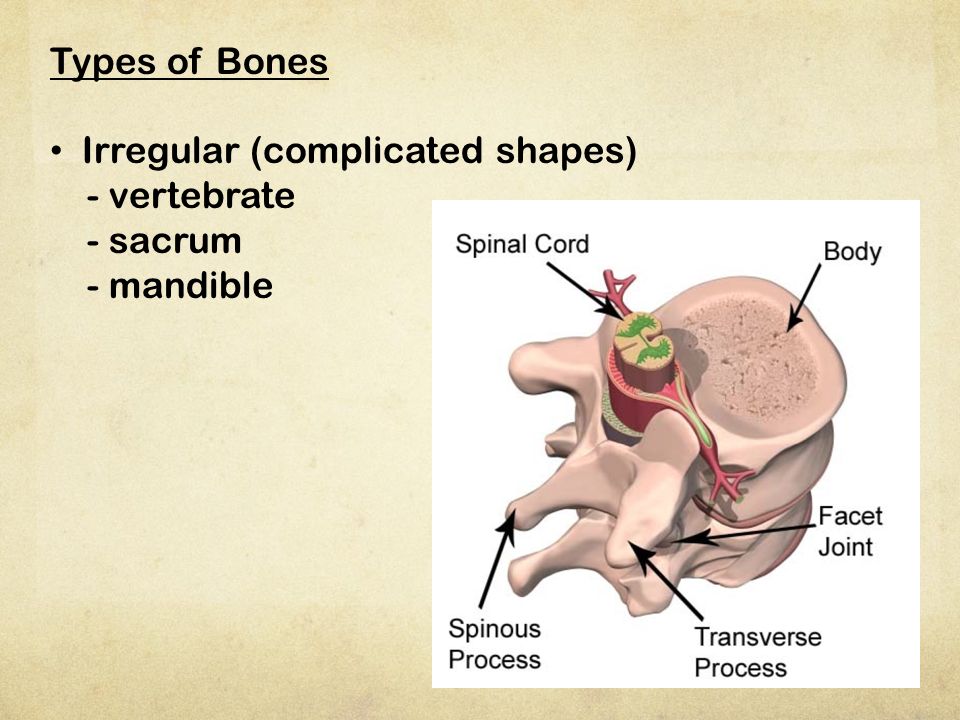 Types of Bones Irregular (complicated shapes) - vertebrate - sacrum - mandible