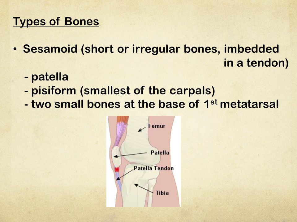Types of Bones Sesamoid (short or irregular bones, imbedded. in a tendon) - patella. - pisiform (smallest of the carpals)