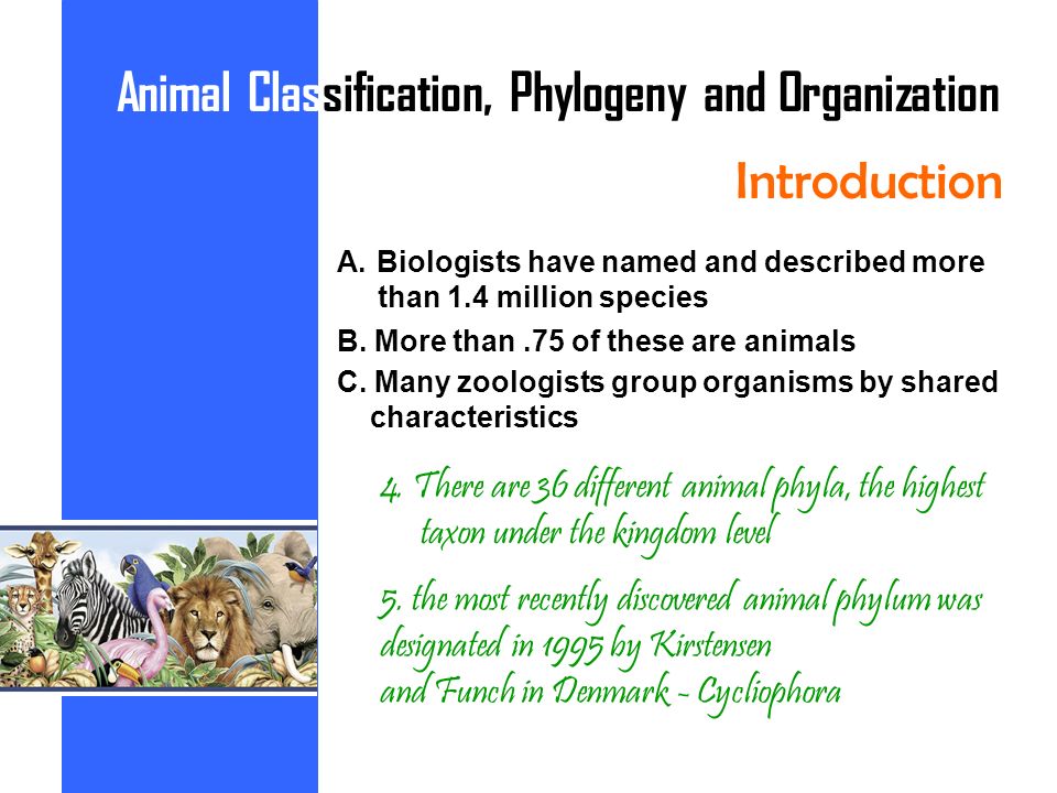 ANIMAL CLASSIFICATION, PYLOGENY & ORGANIZATION - ppt video online download
