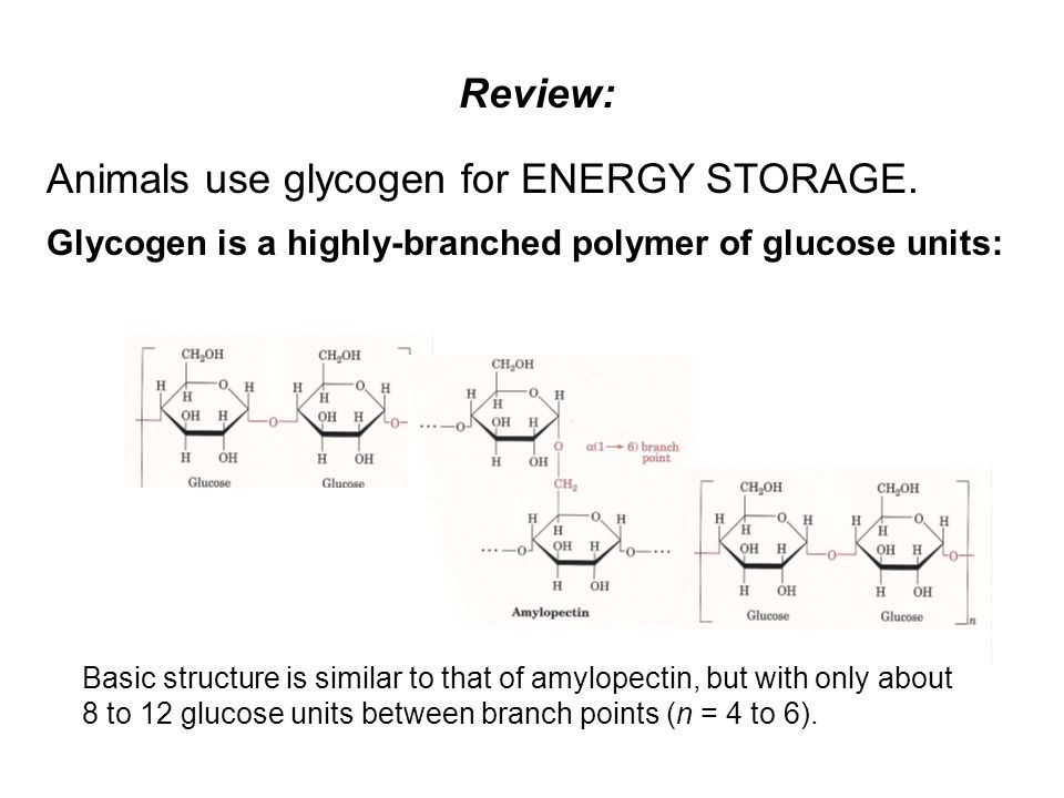 structure reducing end glucose metabolism Glycogen Lecture  2: video  15) (Chapter ppt