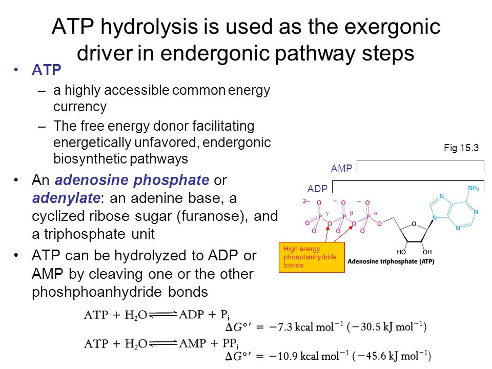 When Atp Is Hydrolyzed It Forms Wasfa Blog