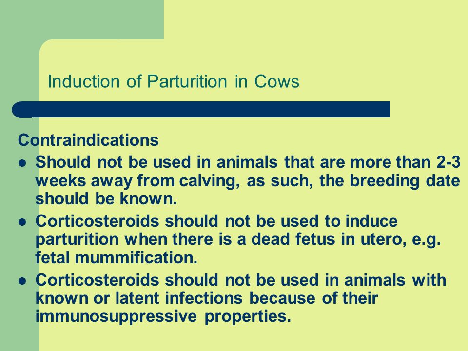 cow parturition
