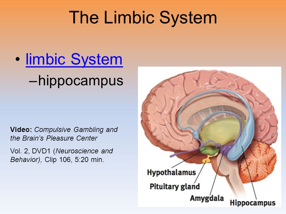 hippocampus anatomy video