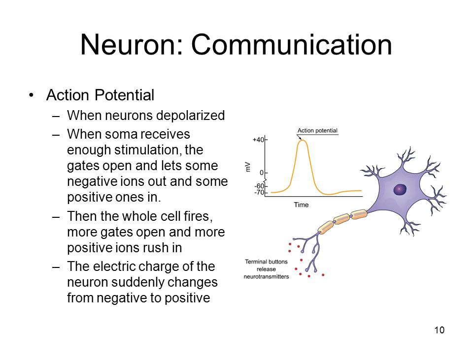 BNS 295- Ch. 2.2- Communication w/in a Neuron Flashcards