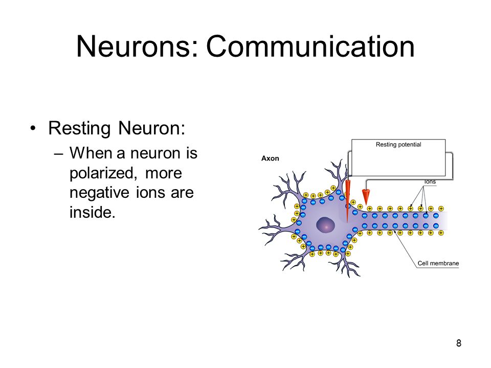 BNS 295- Ch. 2.2- Communication w/in a Neuron Flashcards