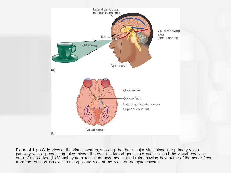 Chapter 4 The Visual Cortex And Beyond Ppt Video Online Download