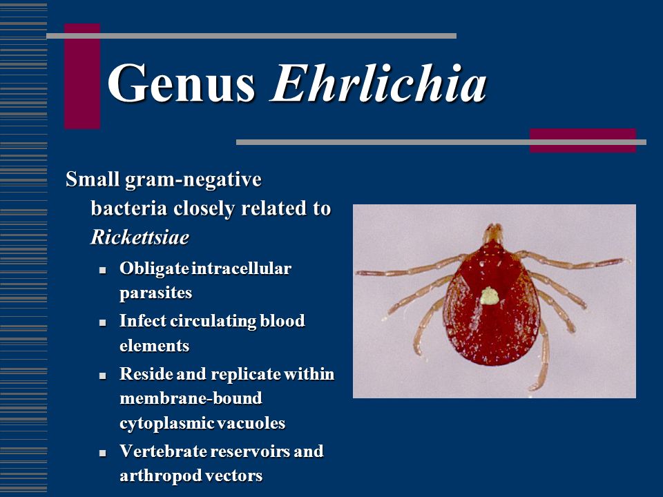 Genus Ehrlichia Small gram-negative bacteria closely related to Rickettsiae. Obligate intracellular parasites.