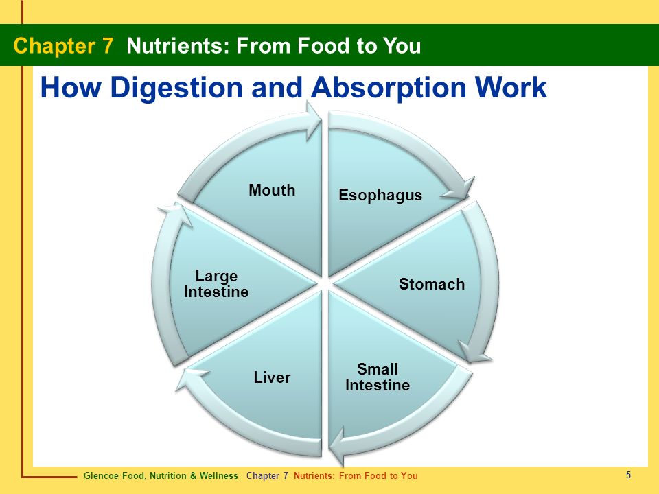 How Digestion and Absorption Work
