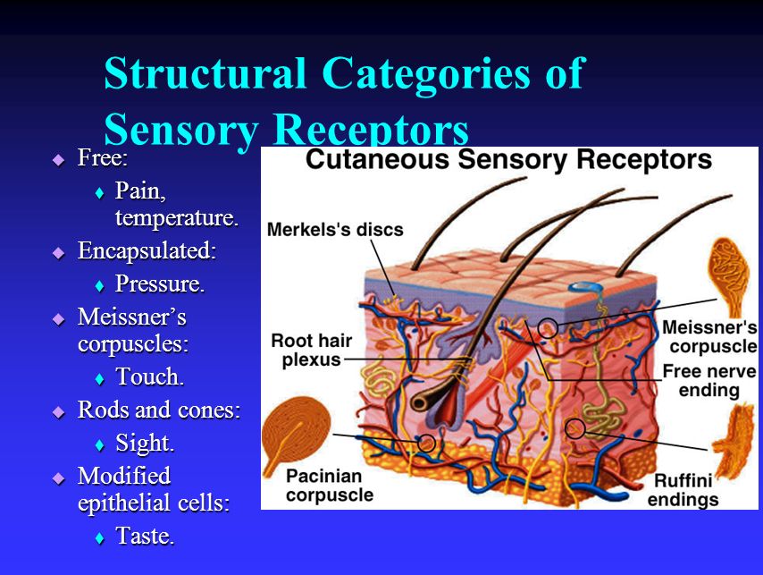 Four types of cutaneous sensory receptors