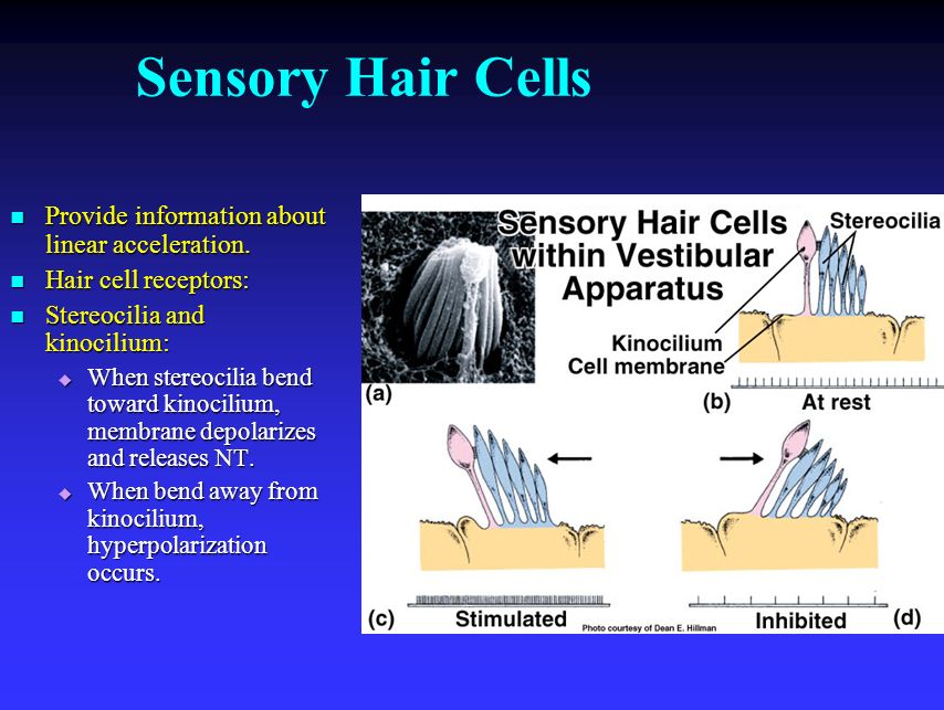 Sensory Hair Cells Provide information about linear acceleration.