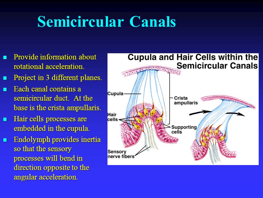 Semicircular Canals Provide information about rotational acceleration.