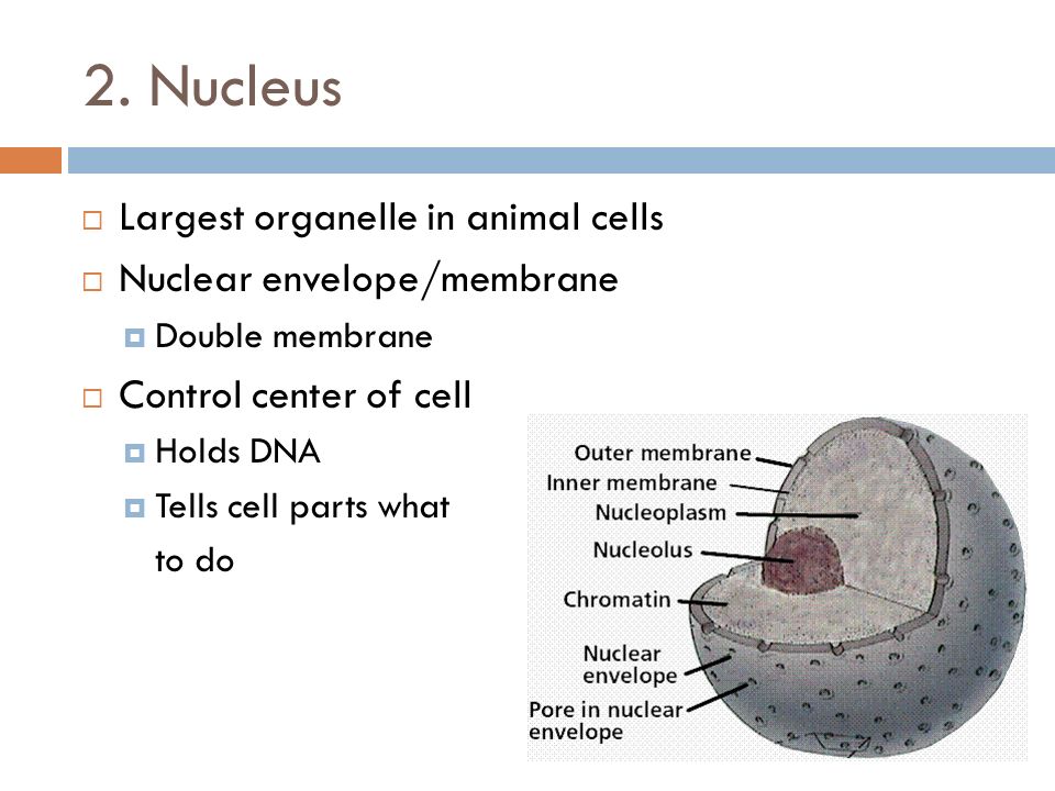 Cell Organelles. - ppt video online download