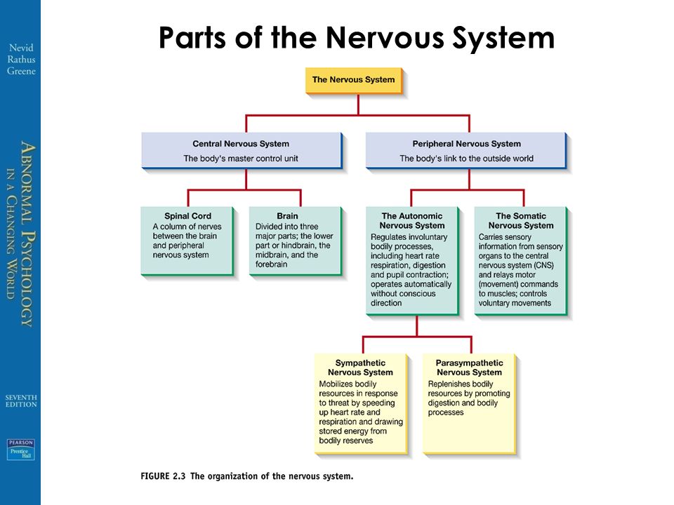 Nervous System Organization Chart