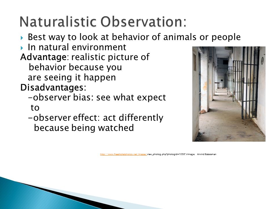 Naturalistic Observation: