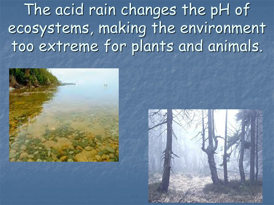 The acid rain changes the pH of ecosystems, making the environment too extreme for plants and animals.