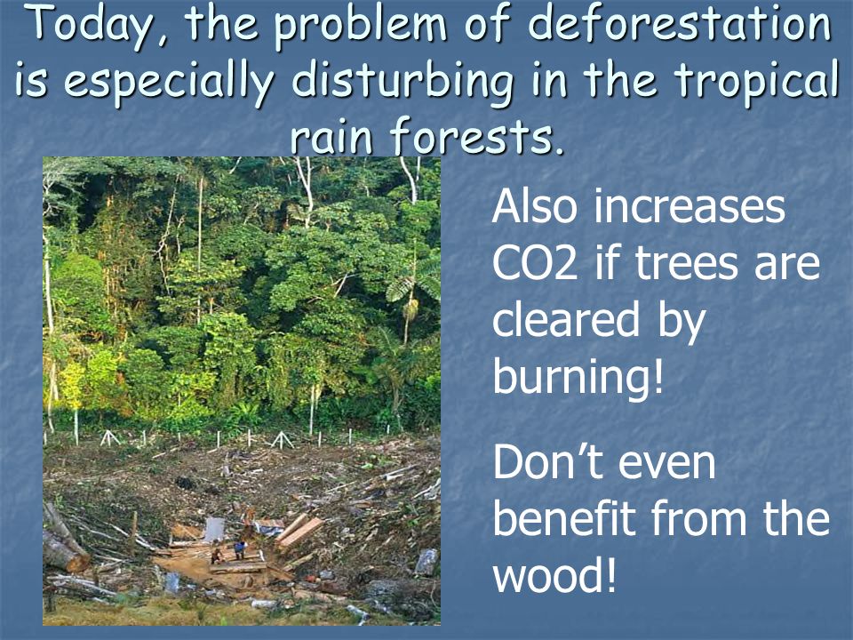Today, the problem of deforestation is especially disturbing in the tropical rain forests.