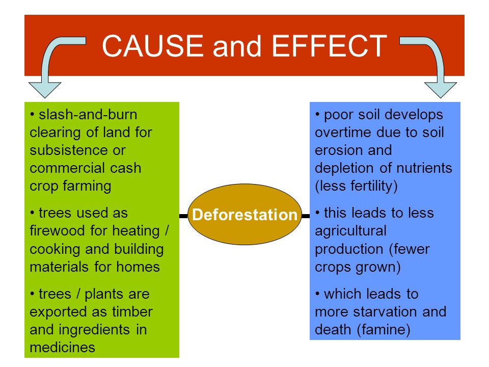 Cause And Effect Of Deforestation