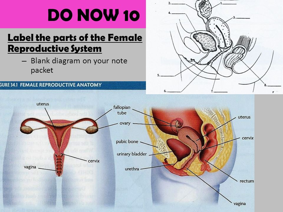 Goals Identify The Structures And Functions Of The Male And Female Reproductive Systems Summarize The Internal Feedback Control Of Reproductive Hormones Ppt Download