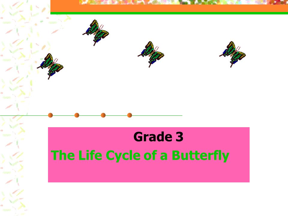 Grade 3 The Life Cycle of a Butterfly