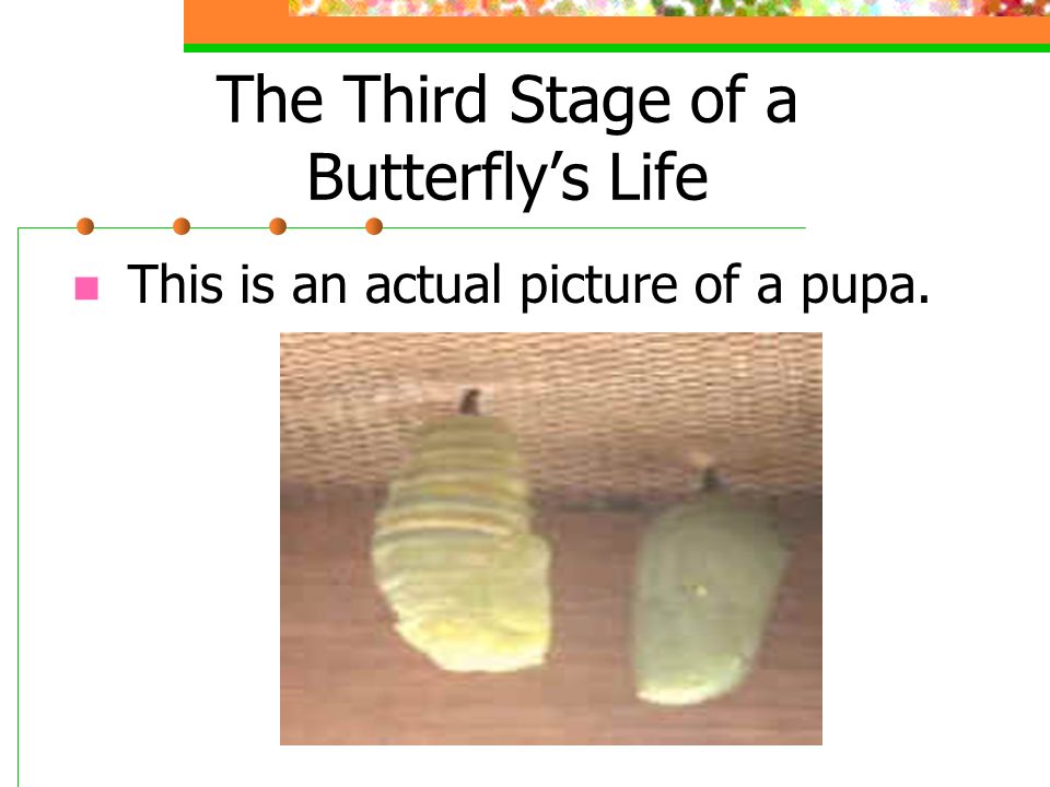 The Third Stage of a Butterfly’s Life