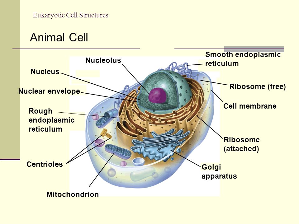 Topic 2: The Cell | Mr Gs IB Biology