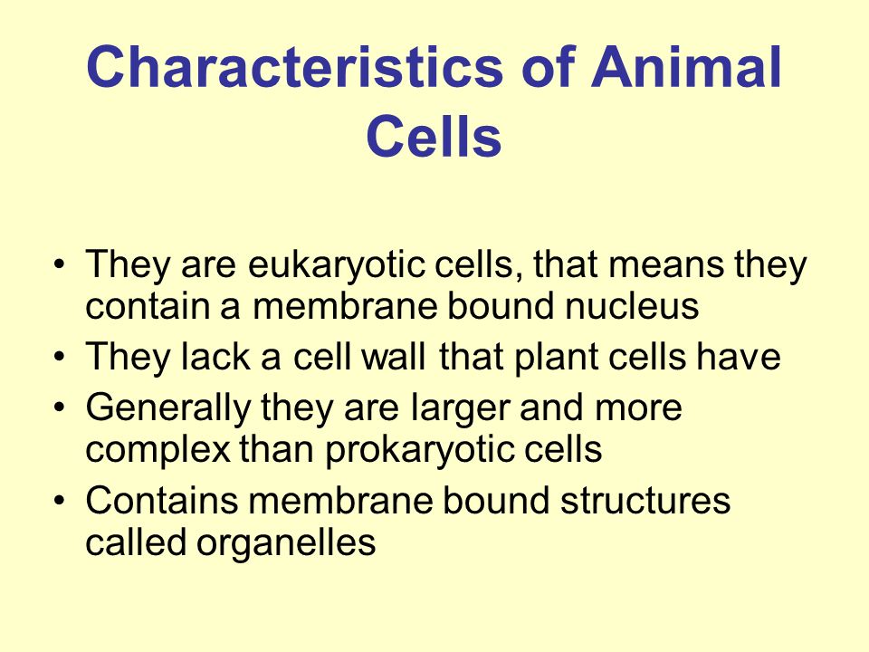 Introduction to Animal Cells - ppt video online download