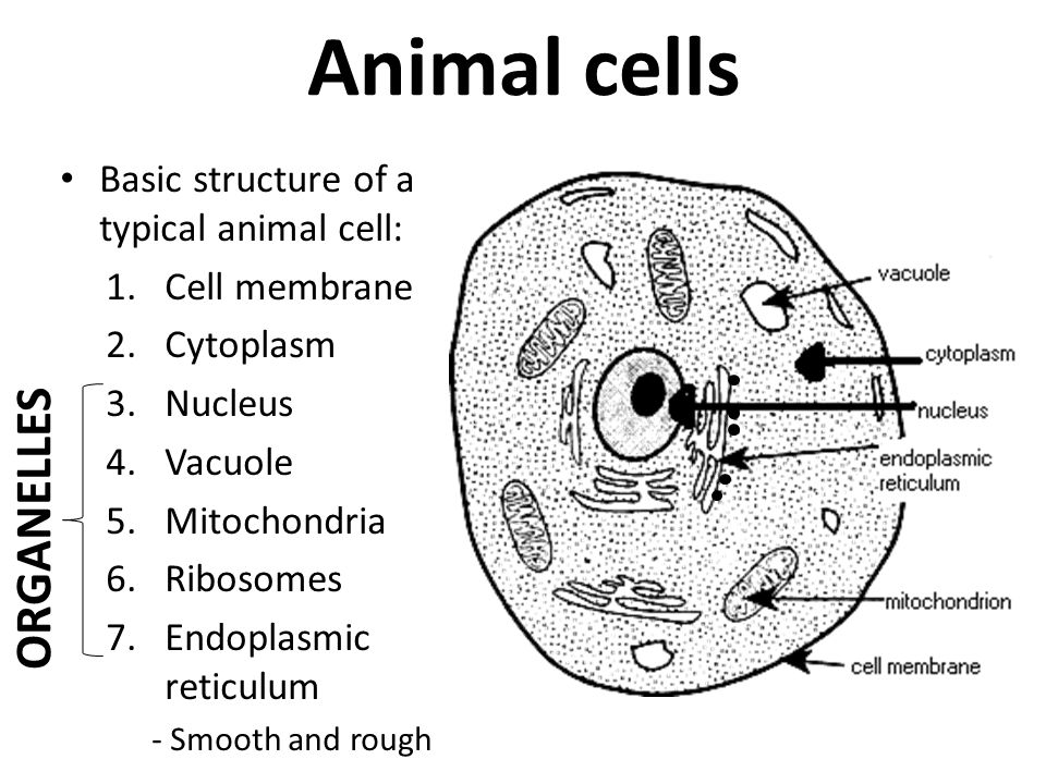 Cells Objectives Label the different parts of the cell Describe the  functions of the different parts of the cell Compare a typical animal. -  ppt download