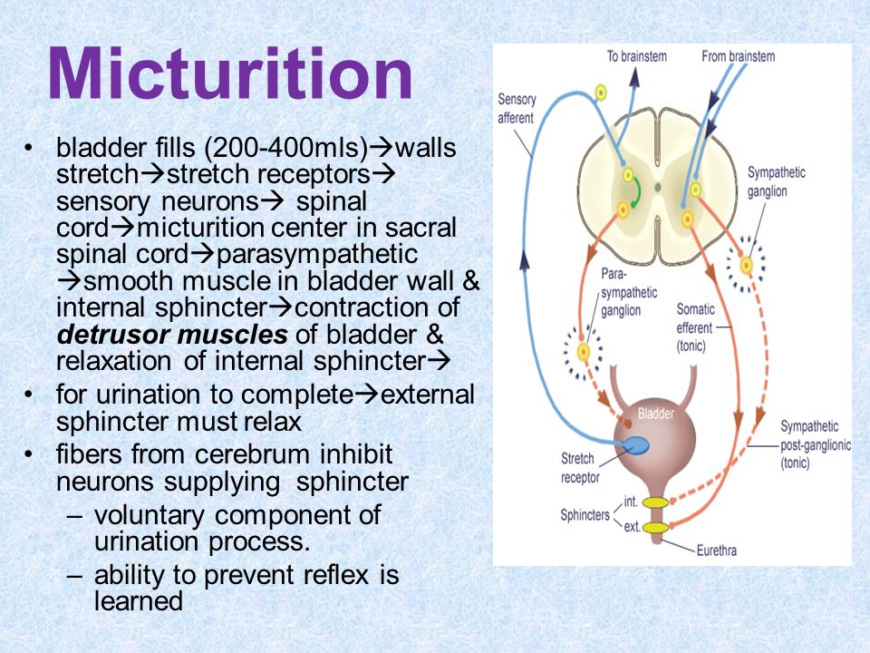 Micturition 