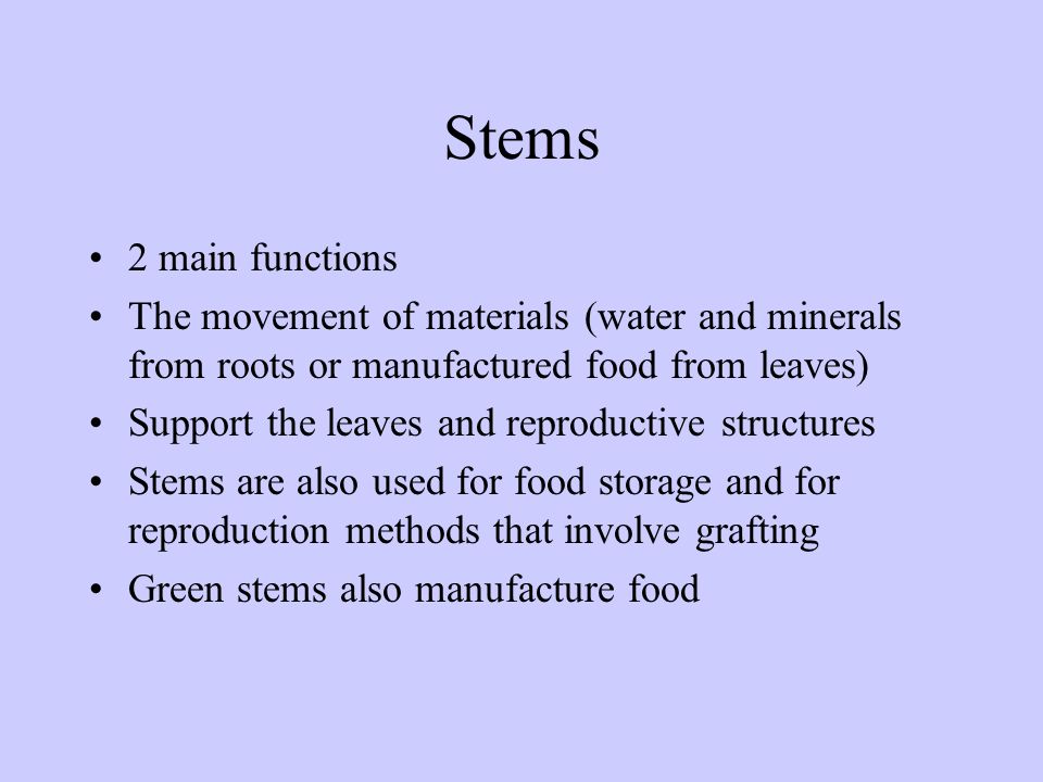 Stems 2 main functions. The movement of materials (water and minerals from roots or manufactured food from leaves)