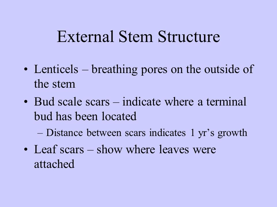External Stem Structure